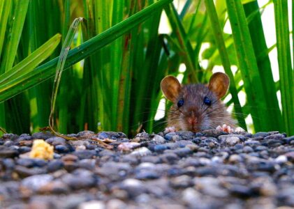What Can You Do To Keep The Pests Away From Your Home